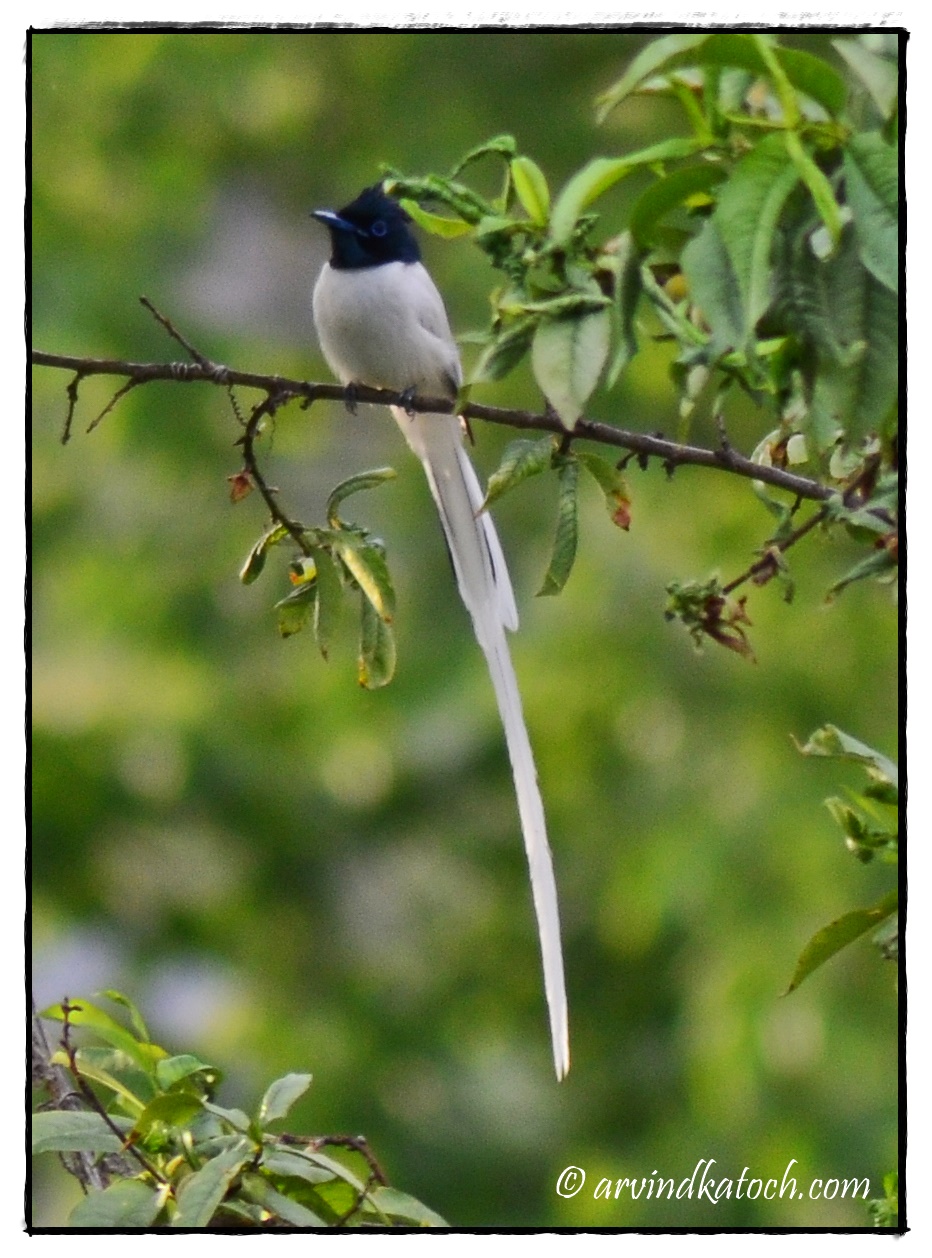 Asian Paradise Flycatcher Pictures And Detail A Bird From The Paradise One Of The Most Beautiful Birds I Ever Seen