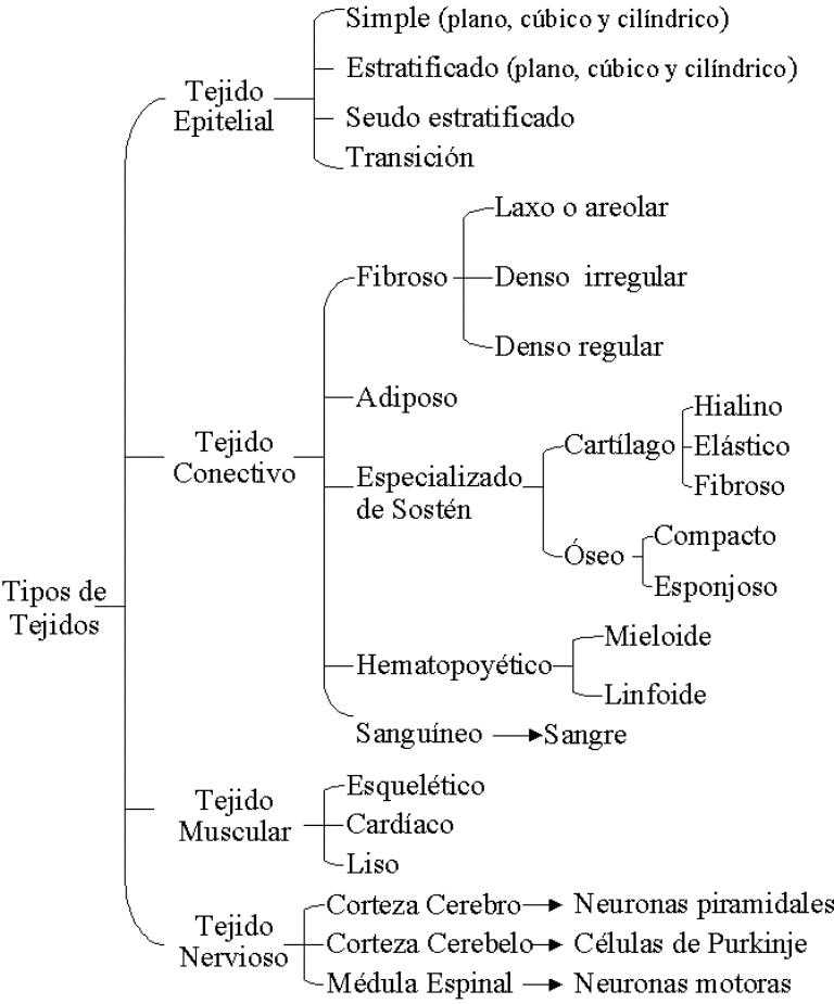 tejido conectivo denso tendinoso