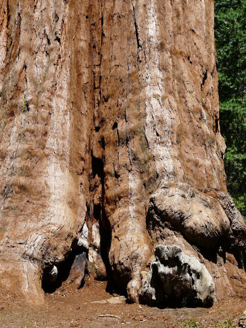 visite Sequoia National Park USA