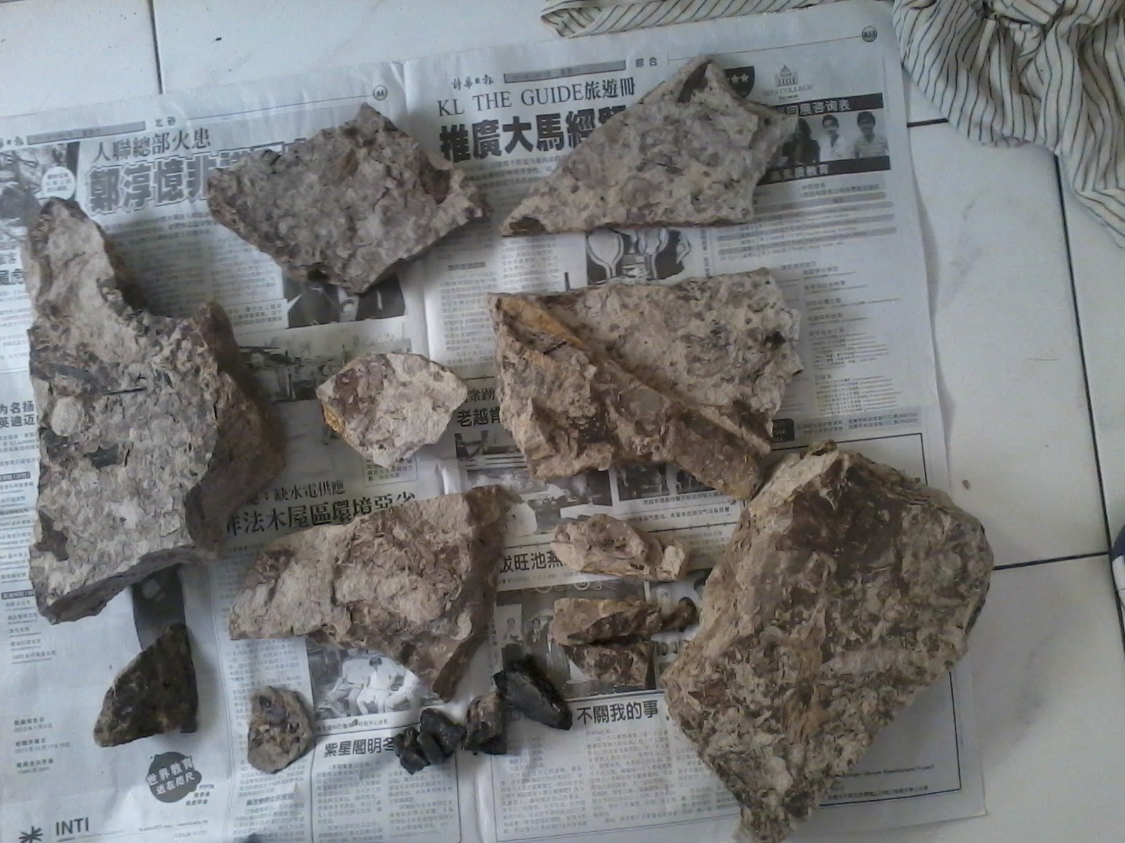 Twin Angels Getaway Fossils found in Malaysia 馬來西亞化石