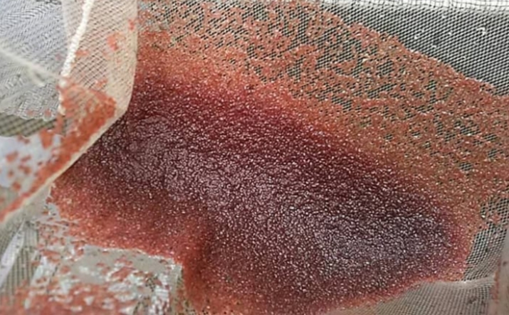 Cara Mudah Mendapatkan Kutu Air Untuk Makanan Ikan Cupang Cupang