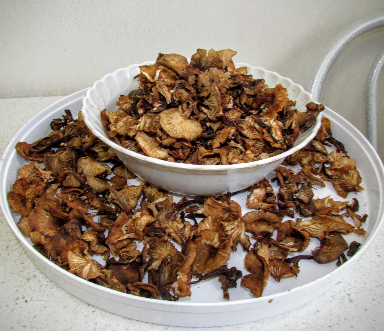 замоченные сушеные грибы. грузди сушеные. варка грибов. сушёные белые грибы замочить. сухие грибы.