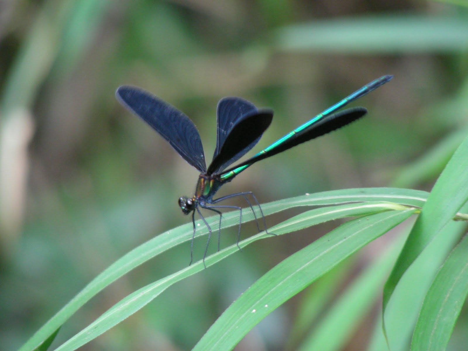 徒然なるままに 蜻蛉目。。②