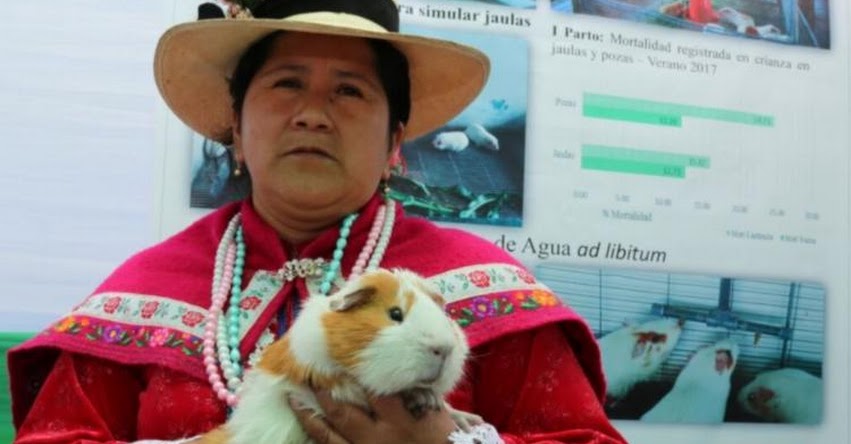 Hoy se celebra en el Perú el Día del Cuy (13 Octubre) Hoy se celebra en el Perú el Día del Cuy (13 Octubre)