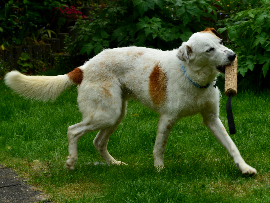 HUNDE IN DEUTSCHLAND