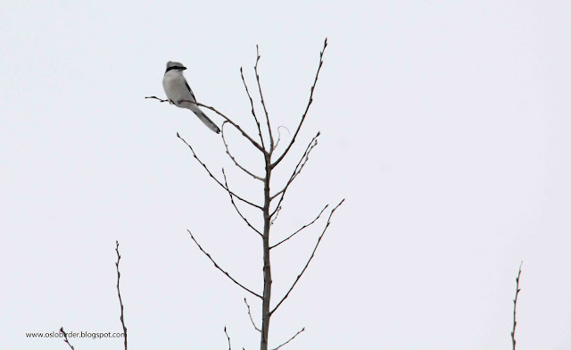Oslo Iceland great%2Bgrey%2Bshrike%2BIMG 9807%2Bcopy