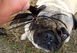 scary giant pterodactyl looking non found footprints flying feather feathers zebra remember few ve well dailypuglet