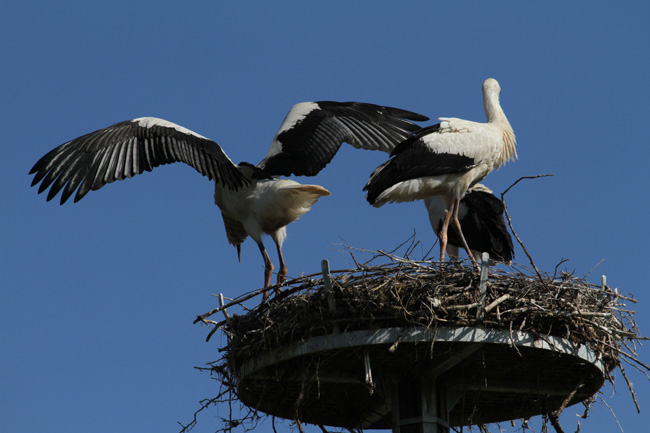 Vu par MamLéa LindreBasse
