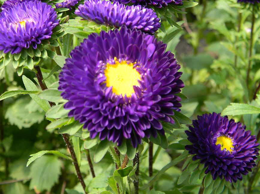 Flower Homes Asters Flowers