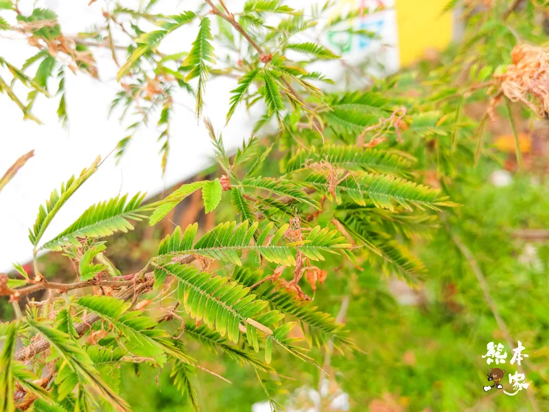 鶯歌永吉公園IG網美景點|炮仗花、櫻花齊登場還有3D立體彩繪步道