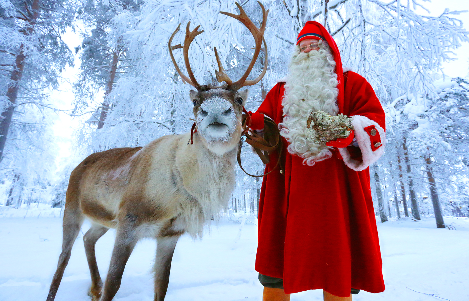 Especial Navidad: Los renos de Santa Claus