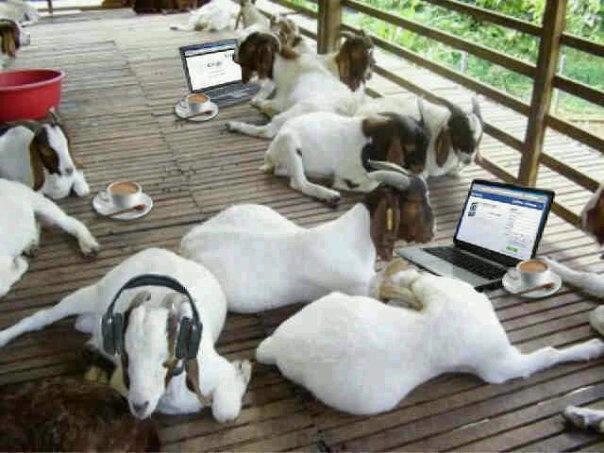 Bakra Eid Funny HD Images Downlaod Bakra Eid Funny HD Images Downlaod