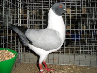 german pigeons - modena 