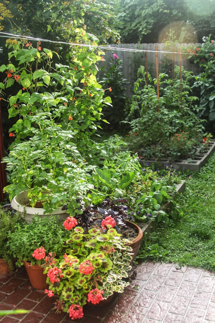 garden, gardens, flowers, raised beds, container gardening, summer, Anne Butera, My Giant Strawberry