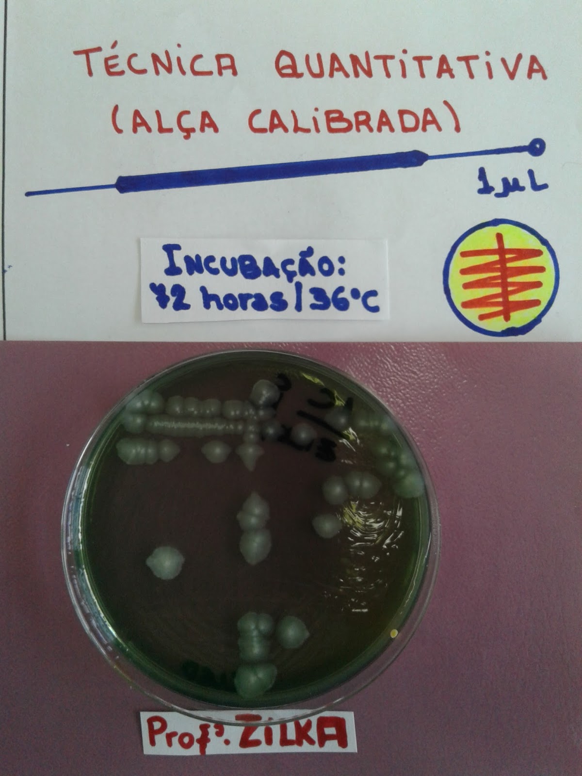 Resultado de imagem para of métodos de semeadura de colonia de bacterias