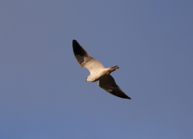 Black-shouldered Kite - Portugal