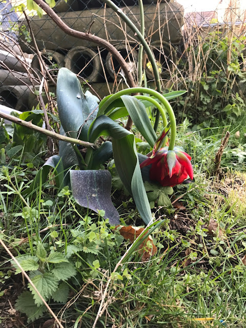 Tulpe mit Hängekopf in tiefer Verneigung nach Frühlings-Frostnacht (c) by Joachim Wenk Tulpe mit Hängekopf in tiefer Verneigung nach Frühlings-Frostnacht (c) by Joachim Wenk