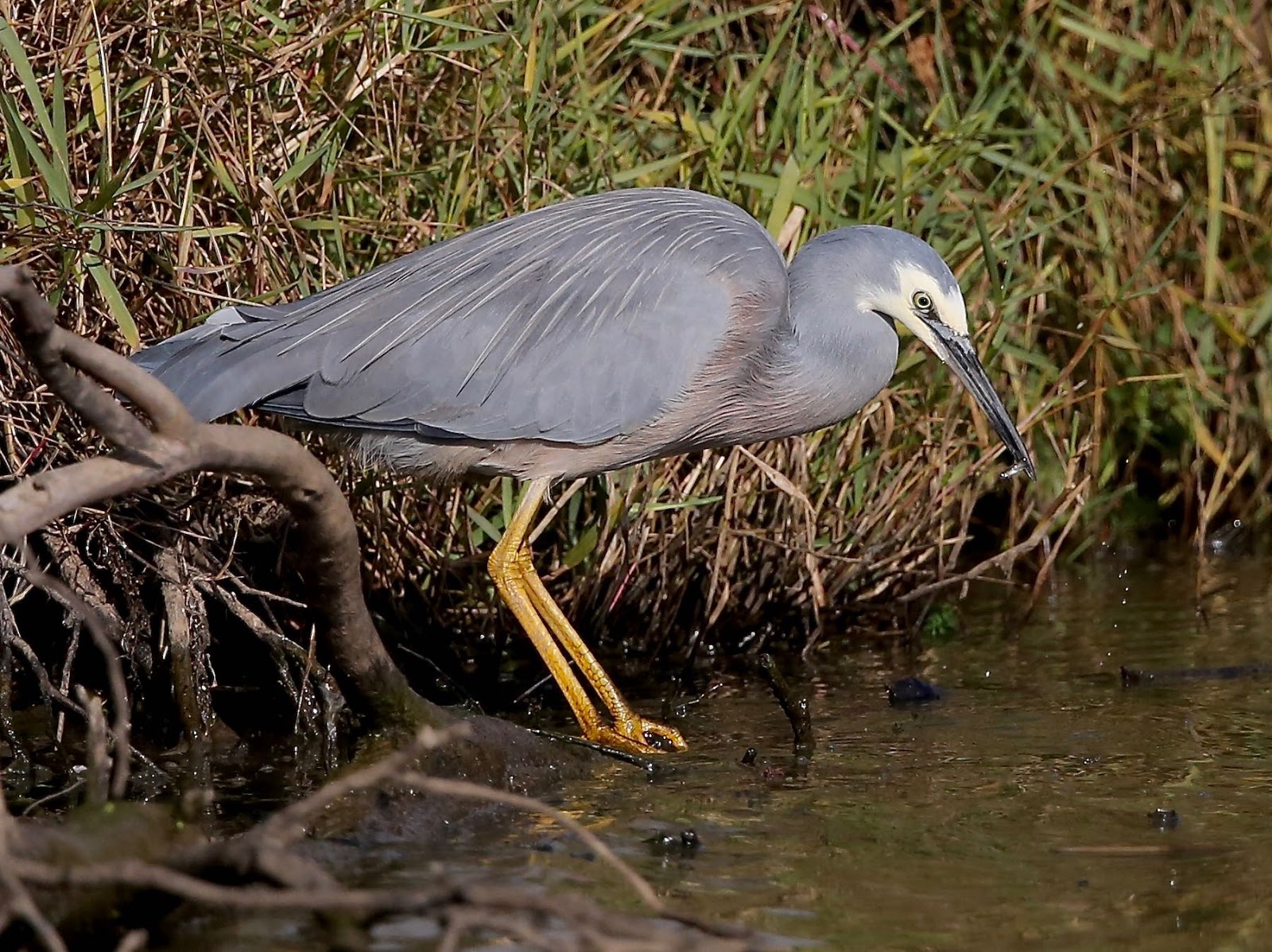 Avithera Whitenecked Heron Sale Common wetland