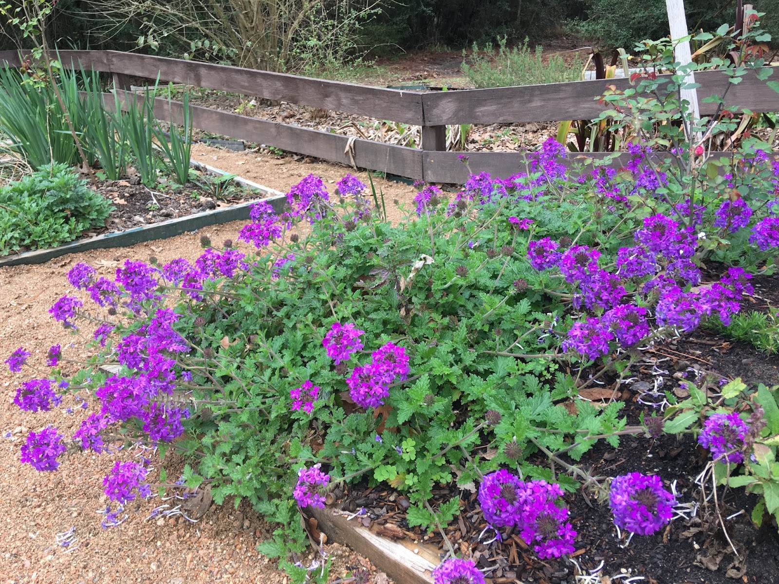 Lisa Bonassin's Garden Homestead Purple Verbena March 2, 2019