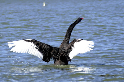 3.%2Bblack%2Bswan.JPG