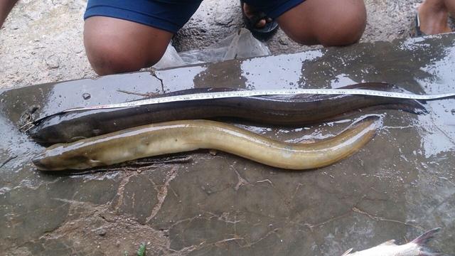 Analisa Keuntungan Budidaya Sidat, Benar-benar Untung atau Buntung