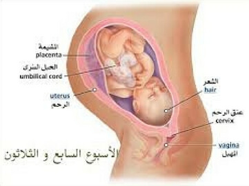 مراحل الحمل مراحل الحمل