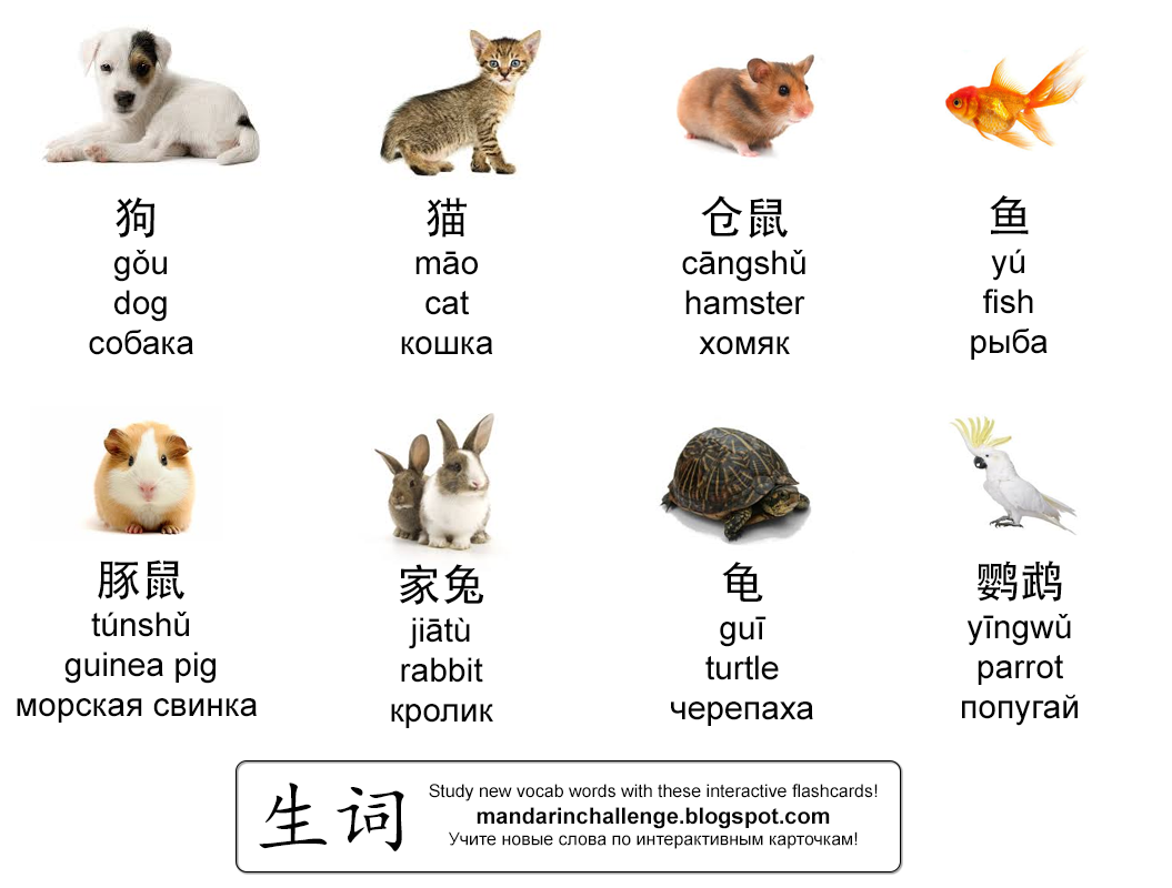 хомяк на английском. карточки животные хомяк. хомяк перевод на английский. интересные факты о хомячках. хомяк перевод на английский.