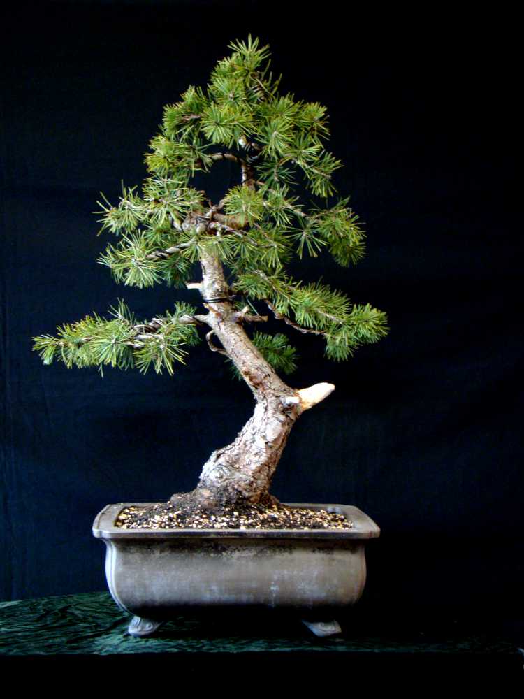 Ondori Bonsai den snoeien tot bonsai