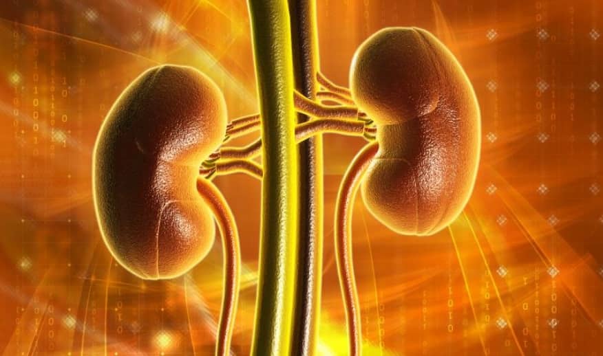 Stage 4 Kidney Cancer Spread To Lungs Life Expectancy