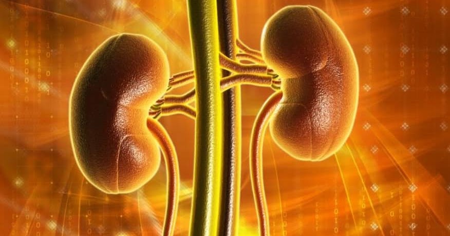 Stage 4 Kidney Cancer Spread To Lungs Life Expectancy