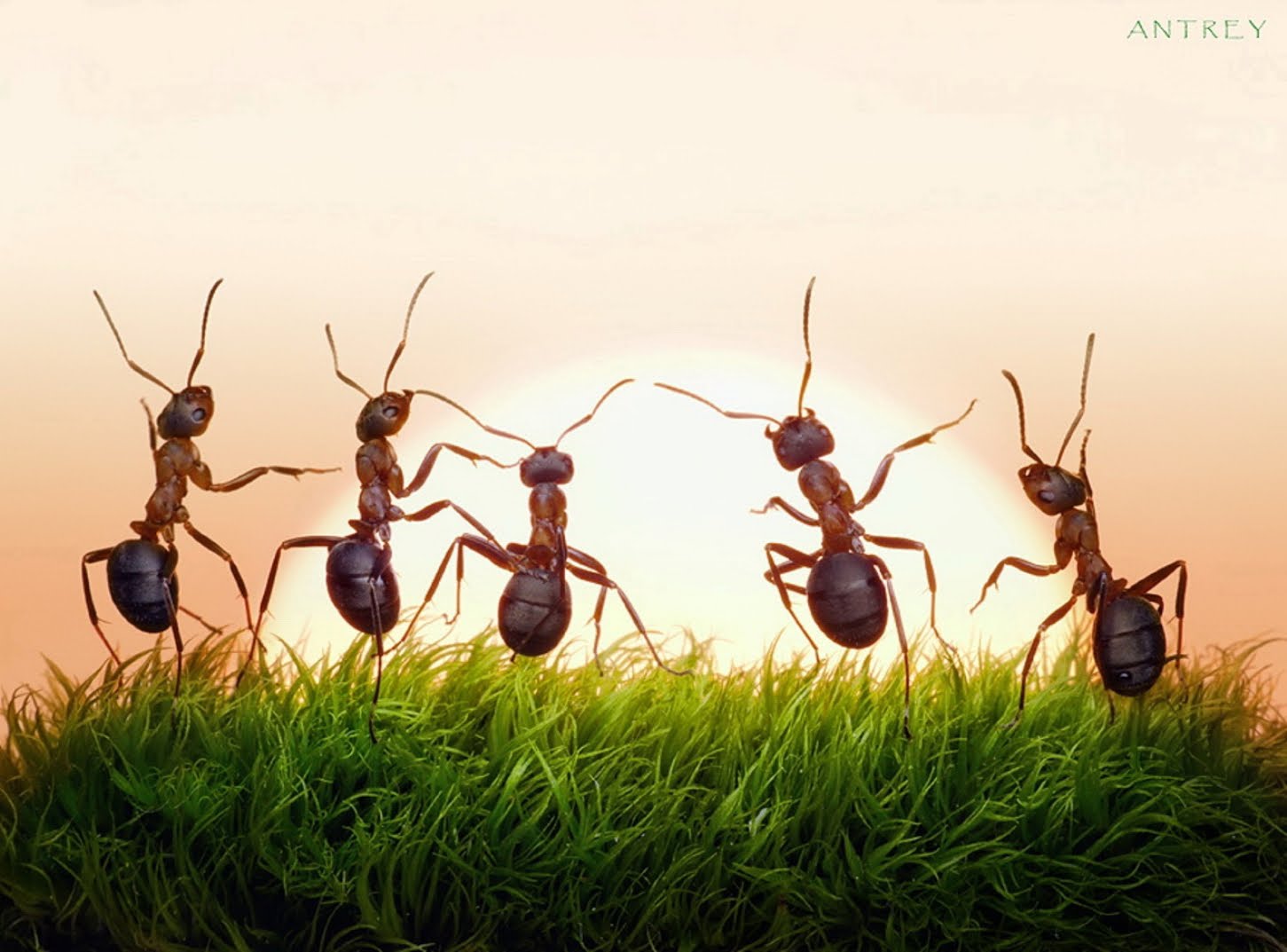 النمل والصراصير