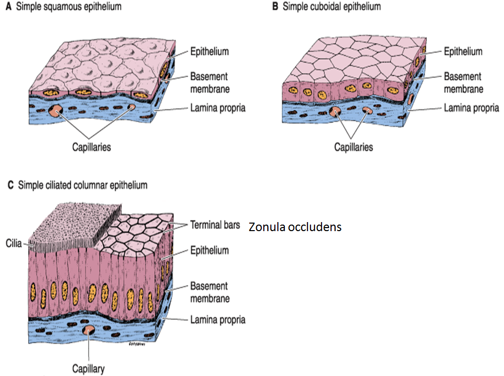 epithelium Gallery