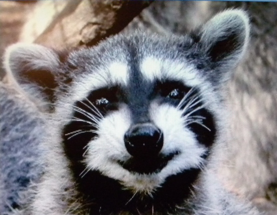 do raccoons growl do raccoons growl