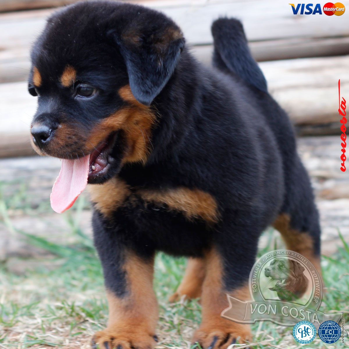 rottweiler venda, 011 998619994