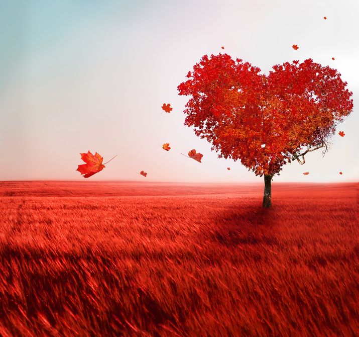 Banco de Imágenes: El árbol del amor - Postales para el Día de San Valentín