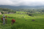 Rice Paddy: Bali