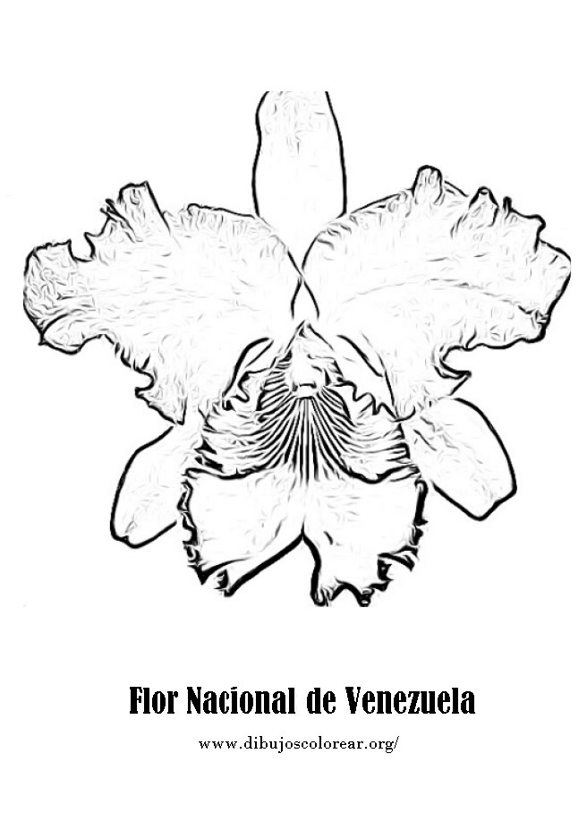 Orquidea De Venezuela Para Colorear | orquidea venezolana para colorear Orquidea De Venezuela Para Colorear | orquidea venezolana para colorear