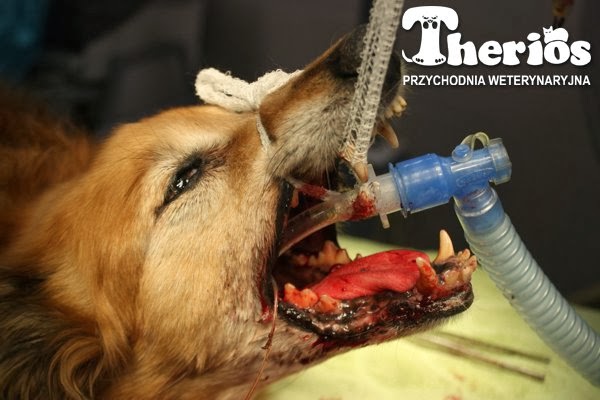 Weterynarz po godzinach... : Operować nieoperacyjne?