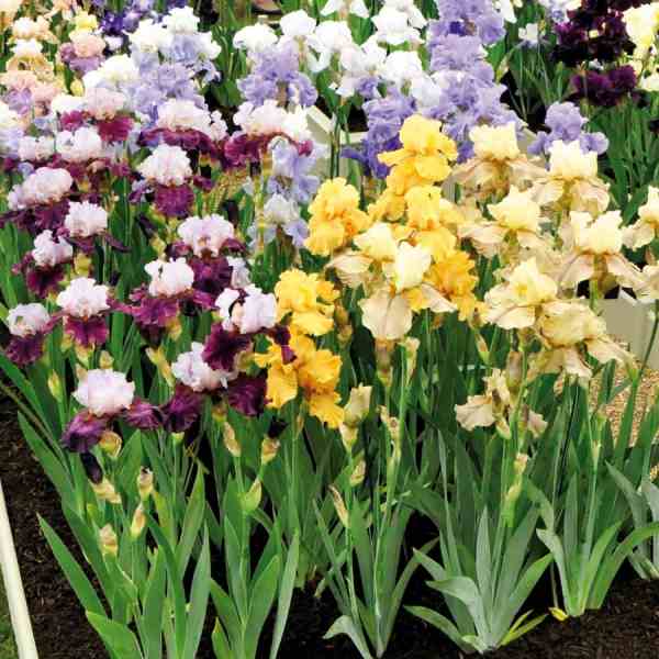 Trees Iris germanica German Iris Bearded Iris