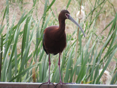 white-faced ibis