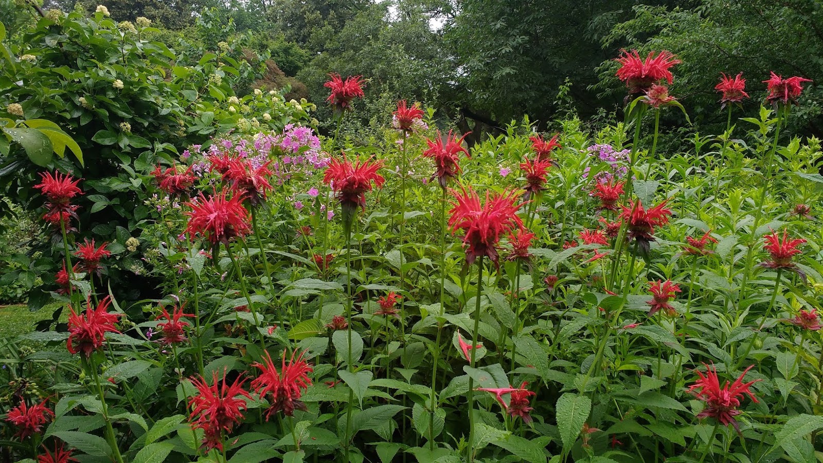 Penn State Extension Philadelphia Master Gardeners In Bloom Now Monarda