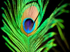wallpapers: Peacock Feathers Wallpapers