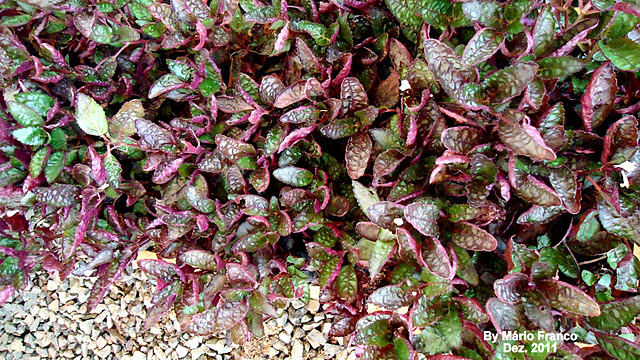 Meu Cantinho Verde: HERA-ROXA - ( Hemigraphis alternata )