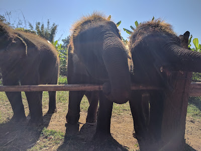 Runzelfuesschen Elternblog Elephant Rescue Park Chiang Mai mit Kind Erfahrung