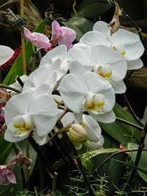 White Phalaenopsis Moth Orchids Centennial Park Conservatory by garden muses-not another Toronto gardening blog