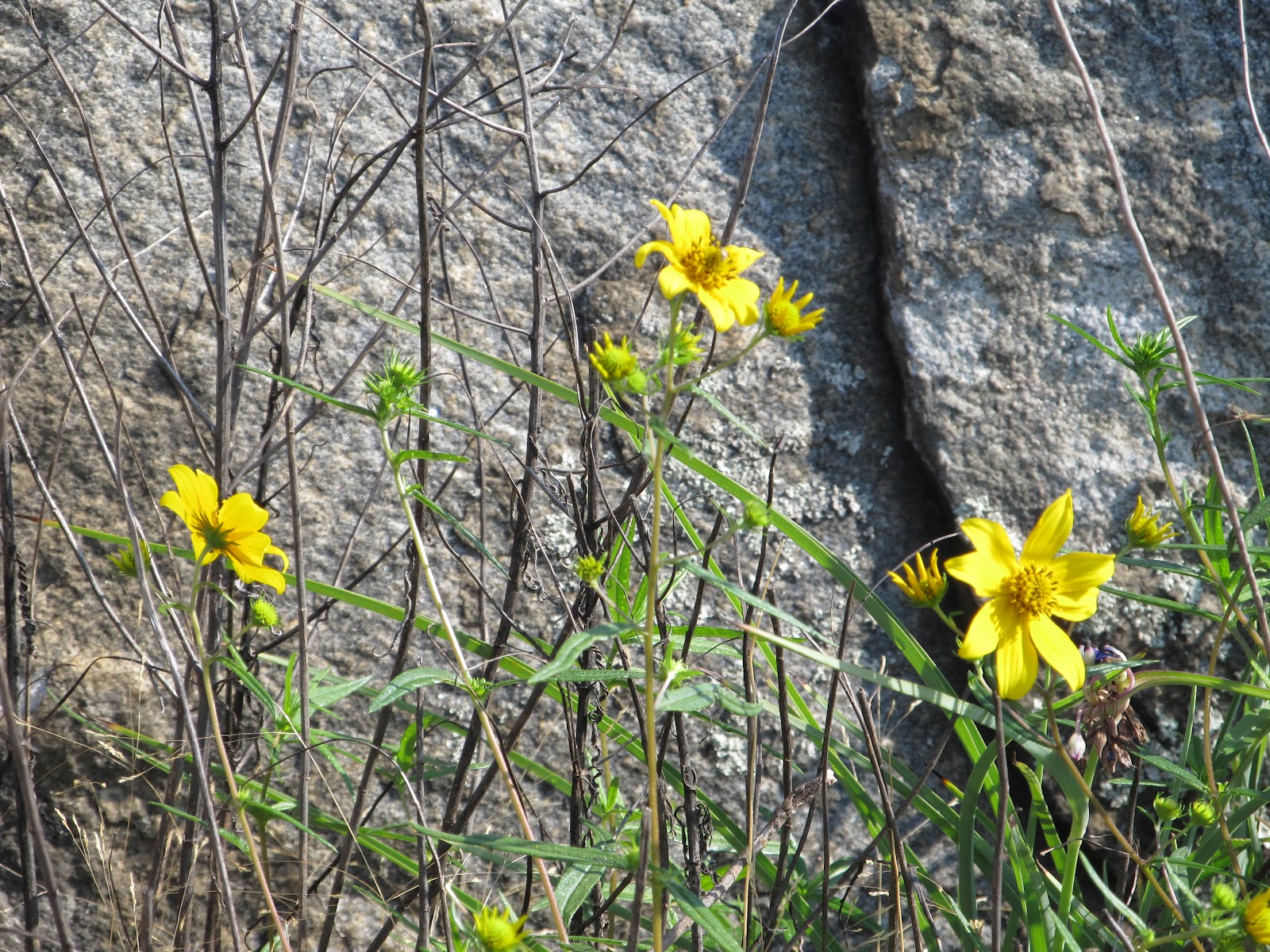 Girl With An English Heart Wildflowers And Osprey/Arabia Mountain