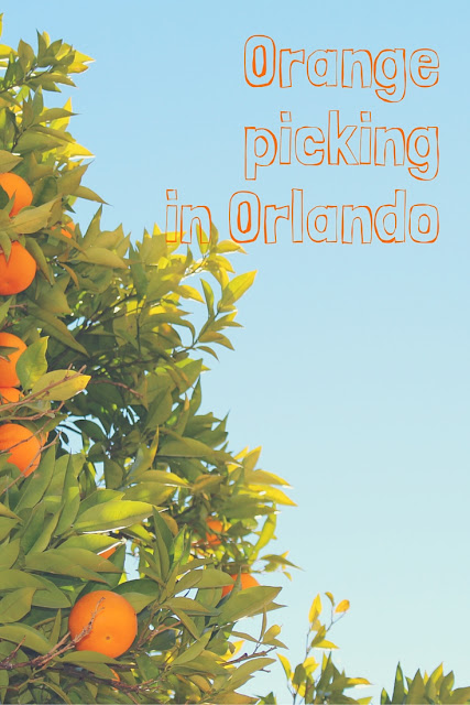 Orange picking in Orlando, Florida