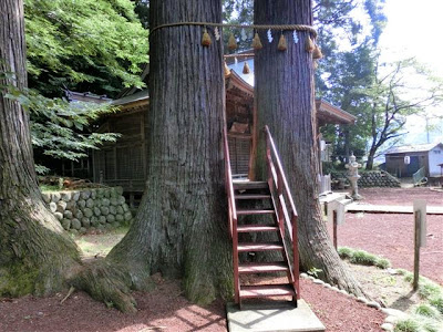 日枝神社・子宝の杉
