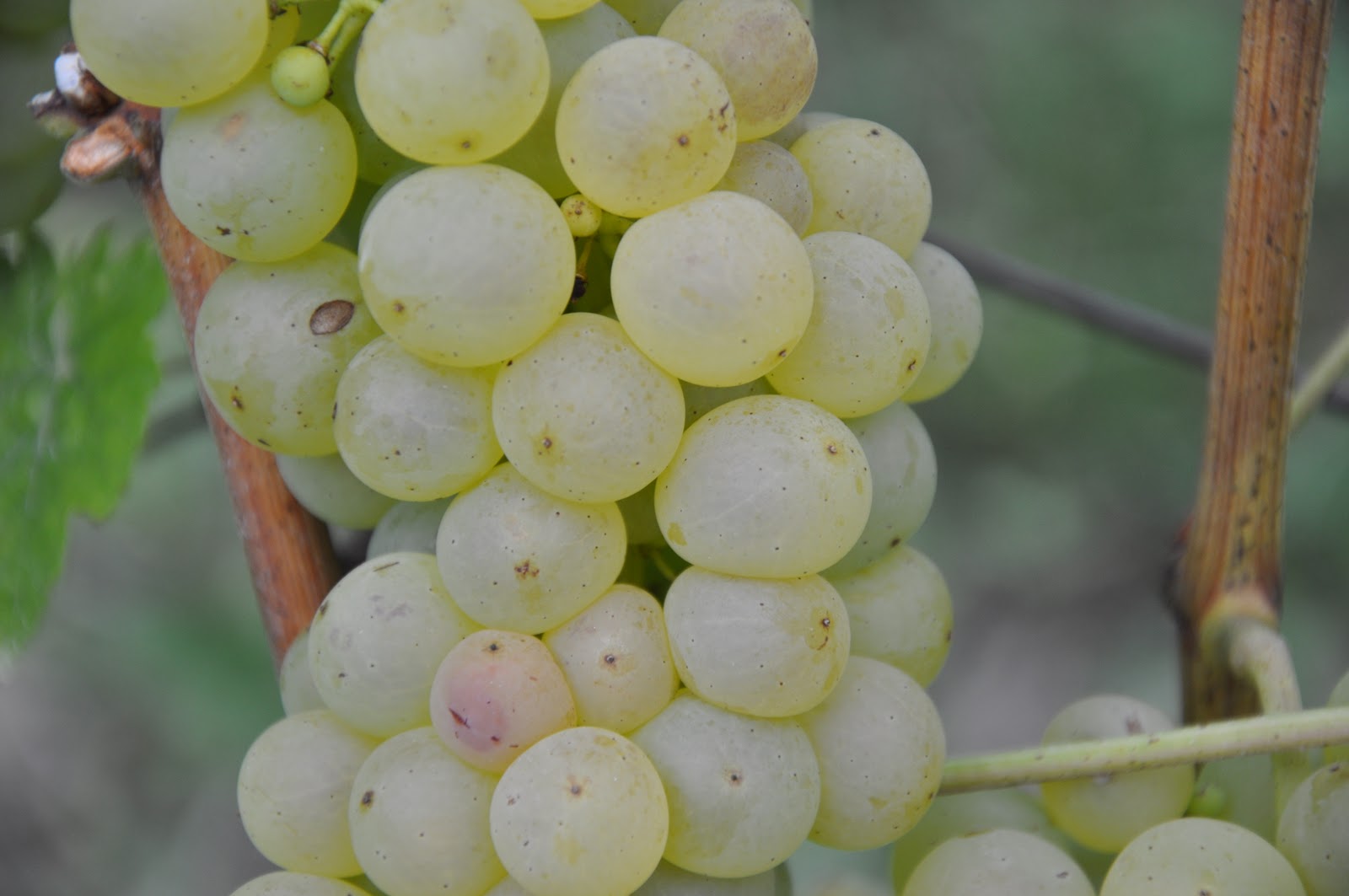 LE MAXIMUM Raisin blanc image et fond d'écran