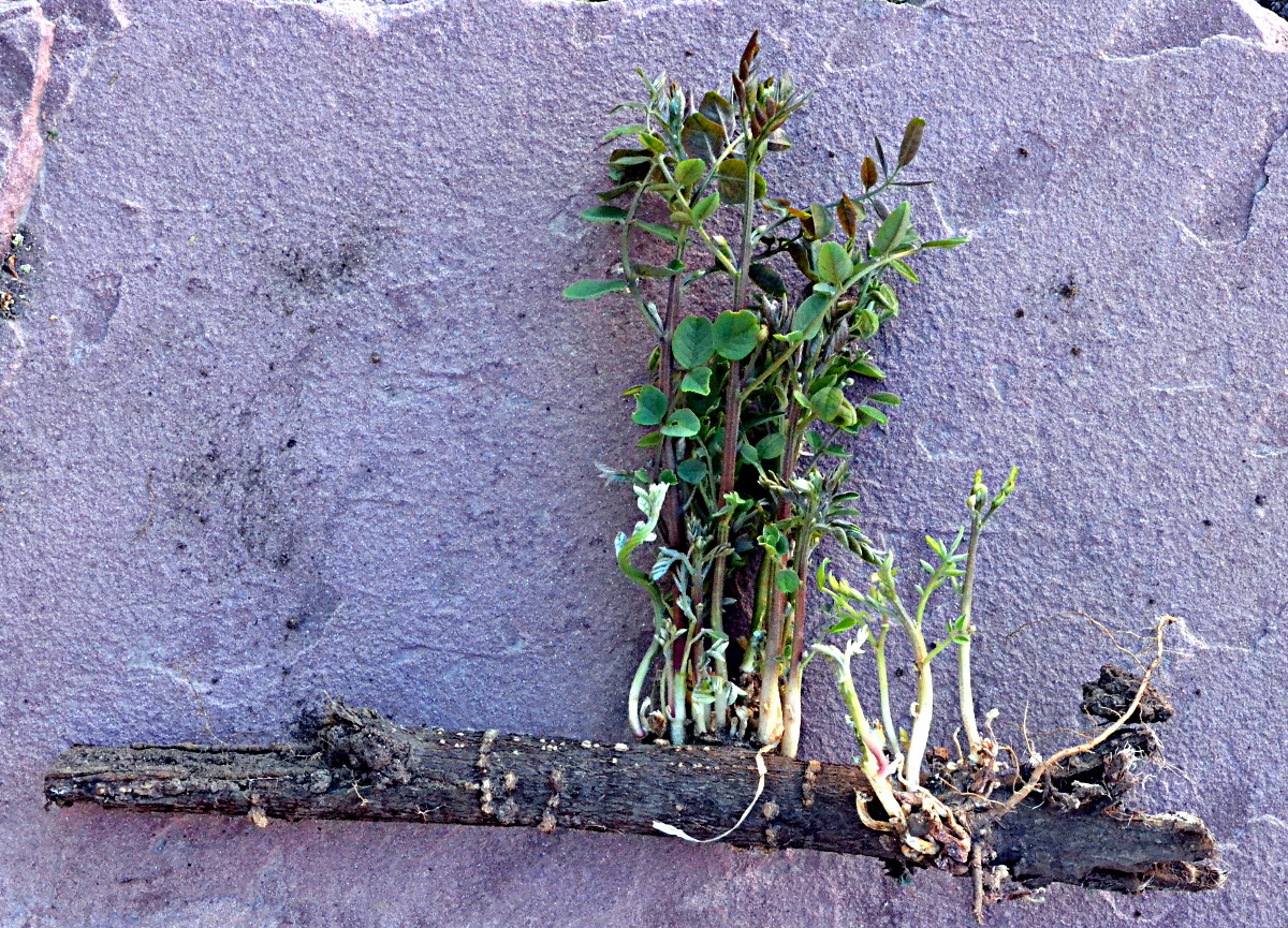 Lazy Gardening Killing Trees That Sprout From the Roots